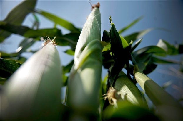 FAO: Είμαστε στα πρόθυρα νέας επισιτιστικής κρίσης
