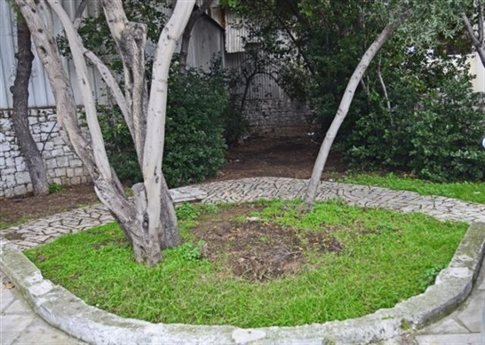 Έκοψαν για καυσόξυλα την ελιά του Πλάτωνα στην Ιερά Οδό