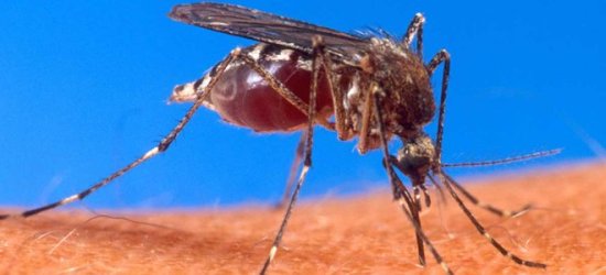 Οργή των πολιτών για τη μη καταπολέμηση κουνουπιών στην Ανατολική Μακεδονία Θράκη – Και το 2013 έχουμε τα ίδια