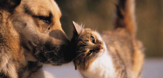 Παγκόσμια Ημέρα των Ζώων: «Αγαπήστε τα ζώα όσο τους αξίζει»