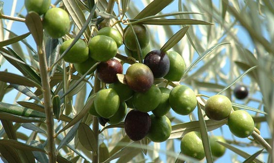 Ξεκινά από Δευτέρα ο πρώτος τοπικός ψεκασμός Δακοκτονίας 2014