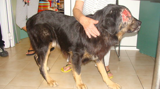 Εικόνες φρίκης: Ένα ακόμη σκυλί πυροβολημένο στο κεφάλι στην Πάτρα